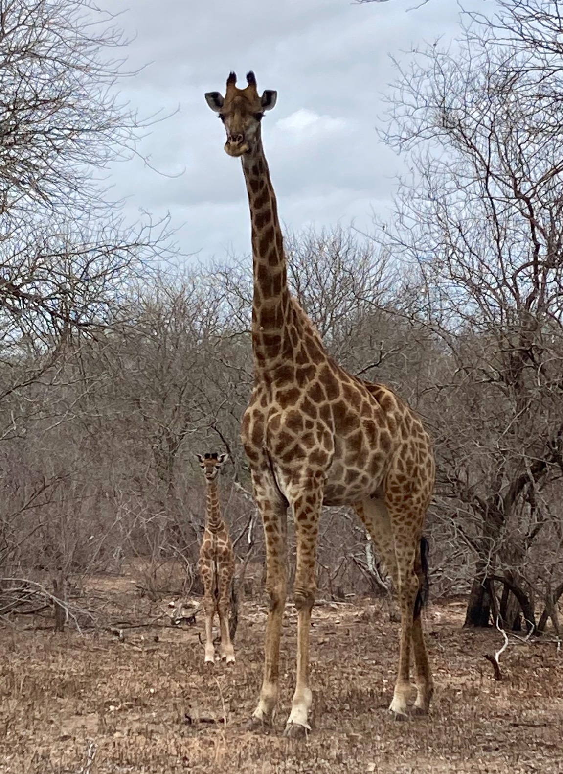 On our month long safari in Africa this giraffe and her baby used to visit our house!